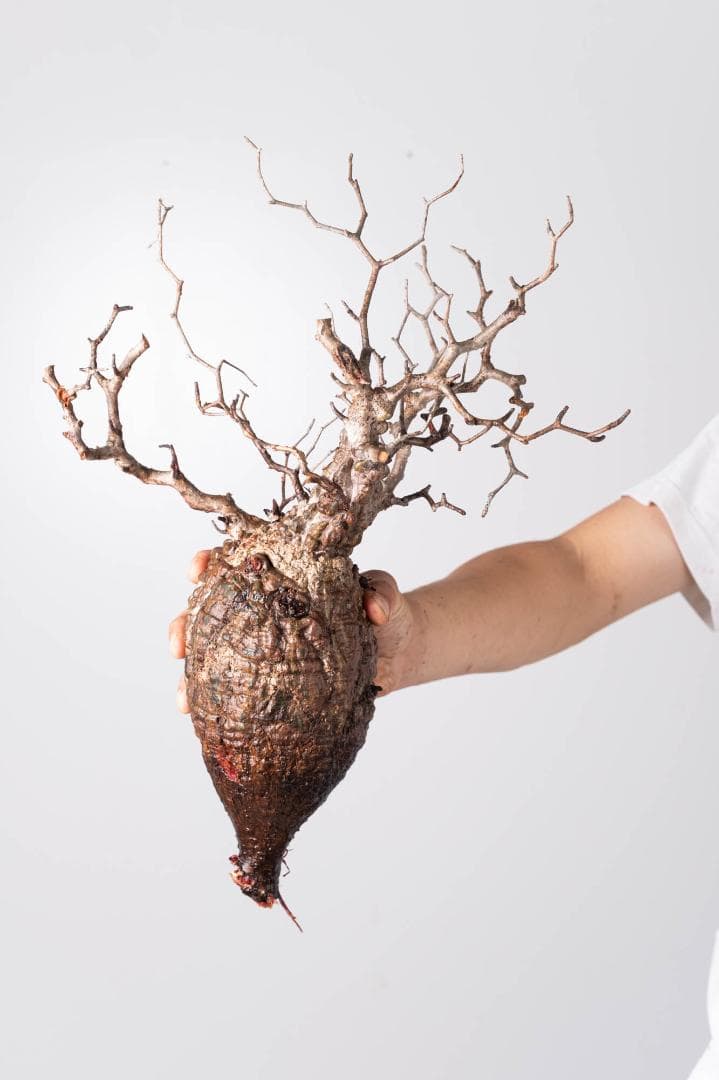 LP75 オペルクリカリア パキプス コーデックス ベアルート株