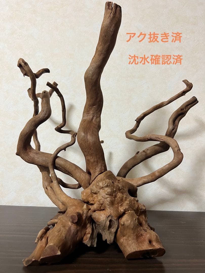 50508 ブランチウッド　流木　アクアリウム 沈水確認済