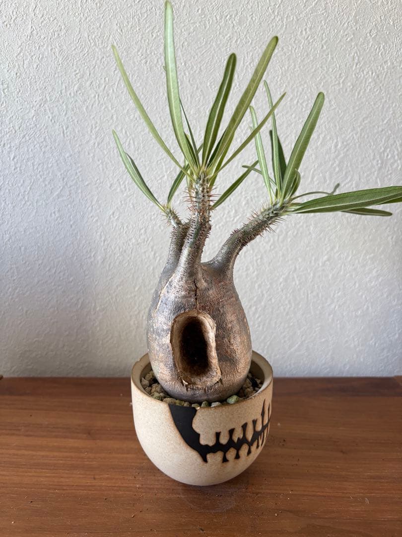 パキポディウム　グラキリス　穴有り　バリエム鉢付き