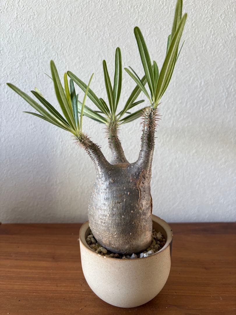 パキポディウム　グラキリス　穴有り　バリエム鉢付き