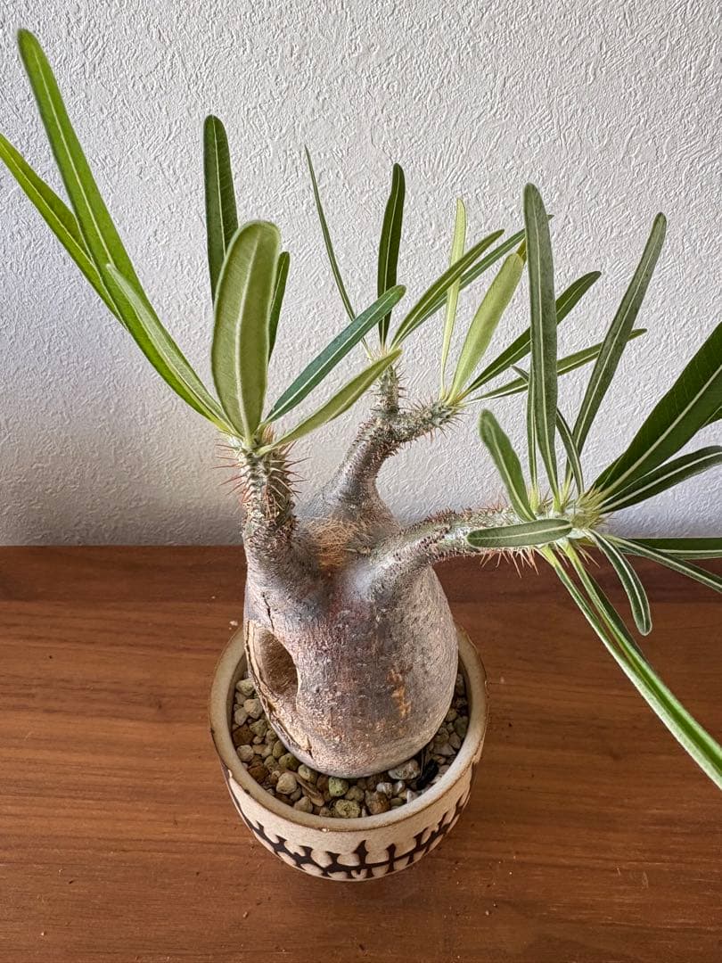 パキポディウム　グラキリス　穴有り　バリエム鉢付き