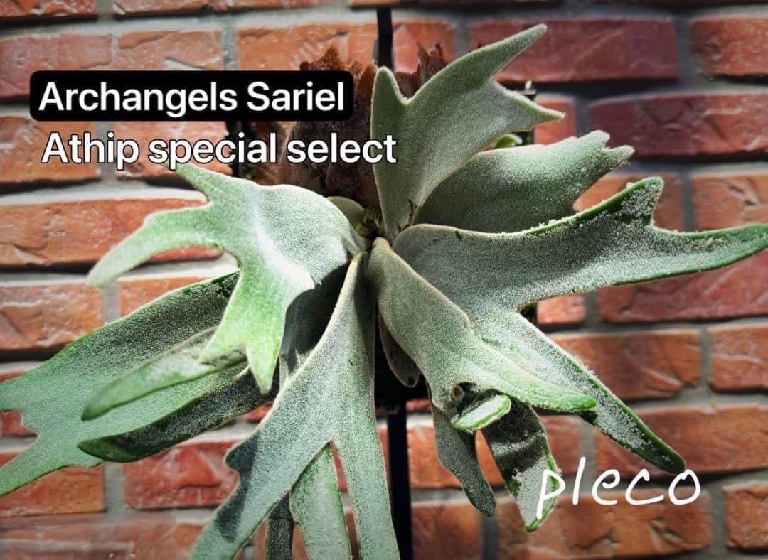 ビカクシダ P. willinckii 'Sariel' 子株 希少選抜株