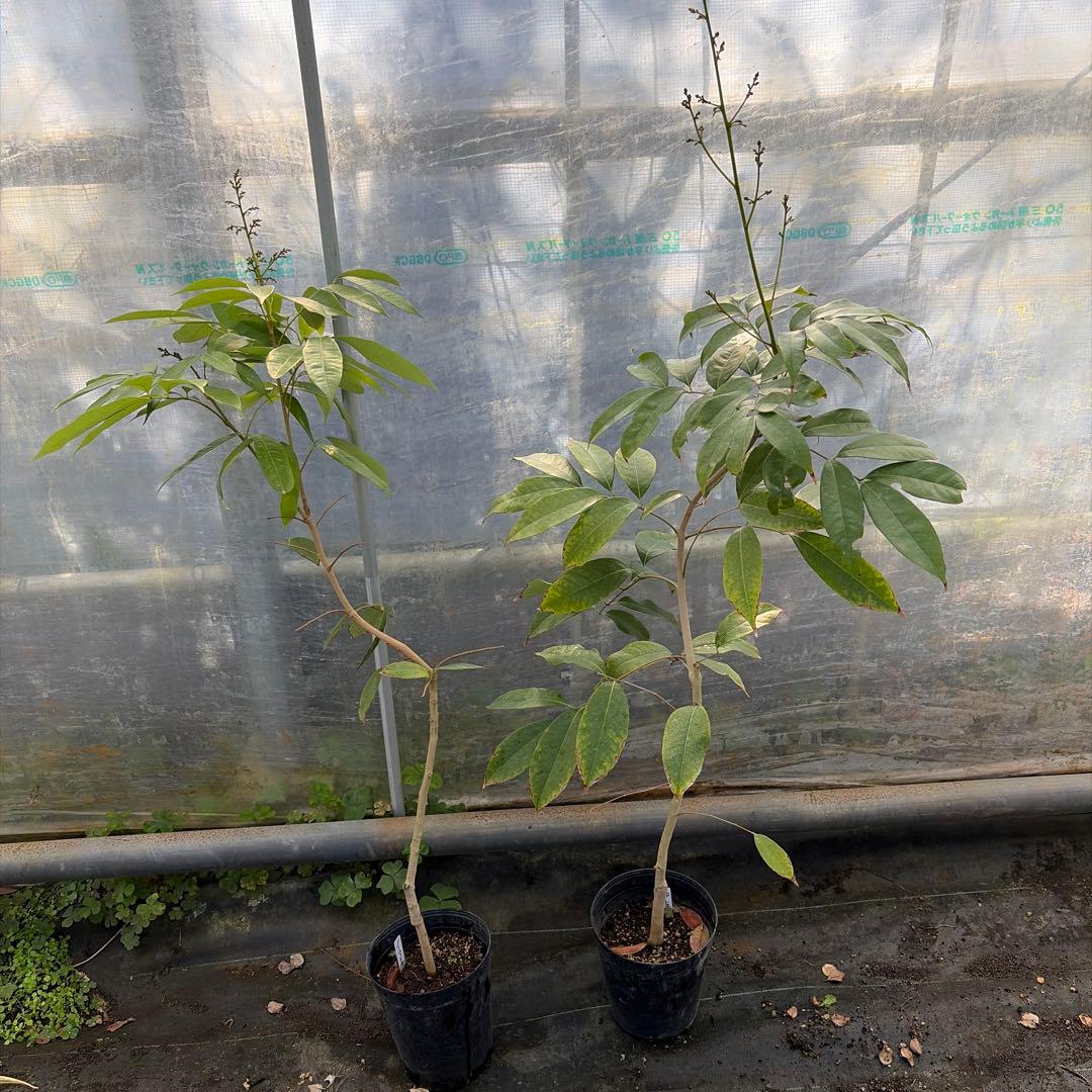 ライチ苗　品種　佐多　ノーマイチ　6号訳あり