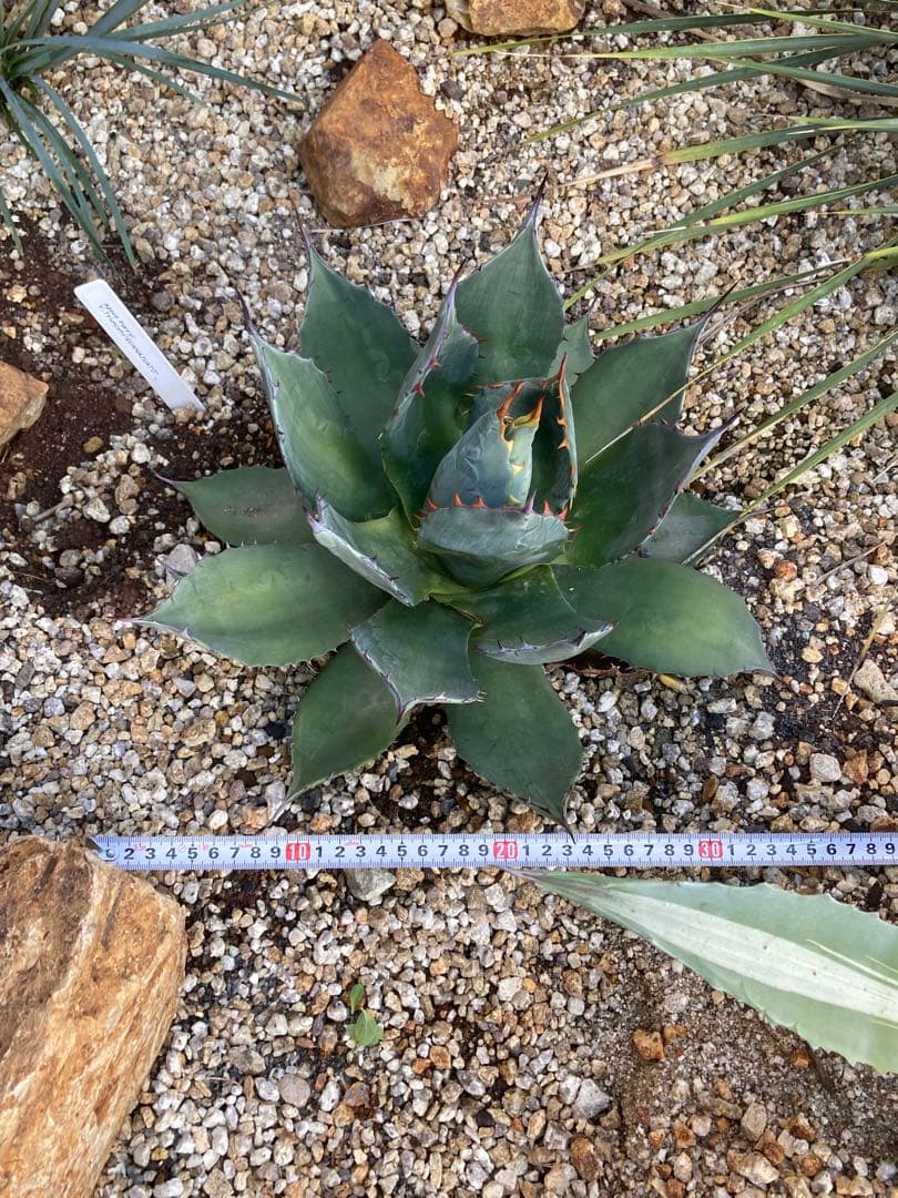 超希少！Parryi Guanajuato アガベ　パリー　グアナファト　親株！