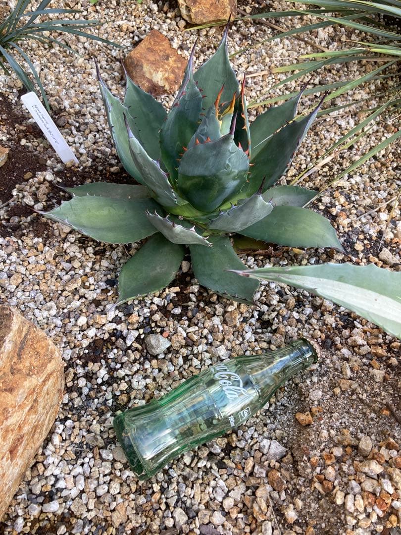 超希少！Parryi Guanajuato アガベ　パリー　グアナファト　親株！