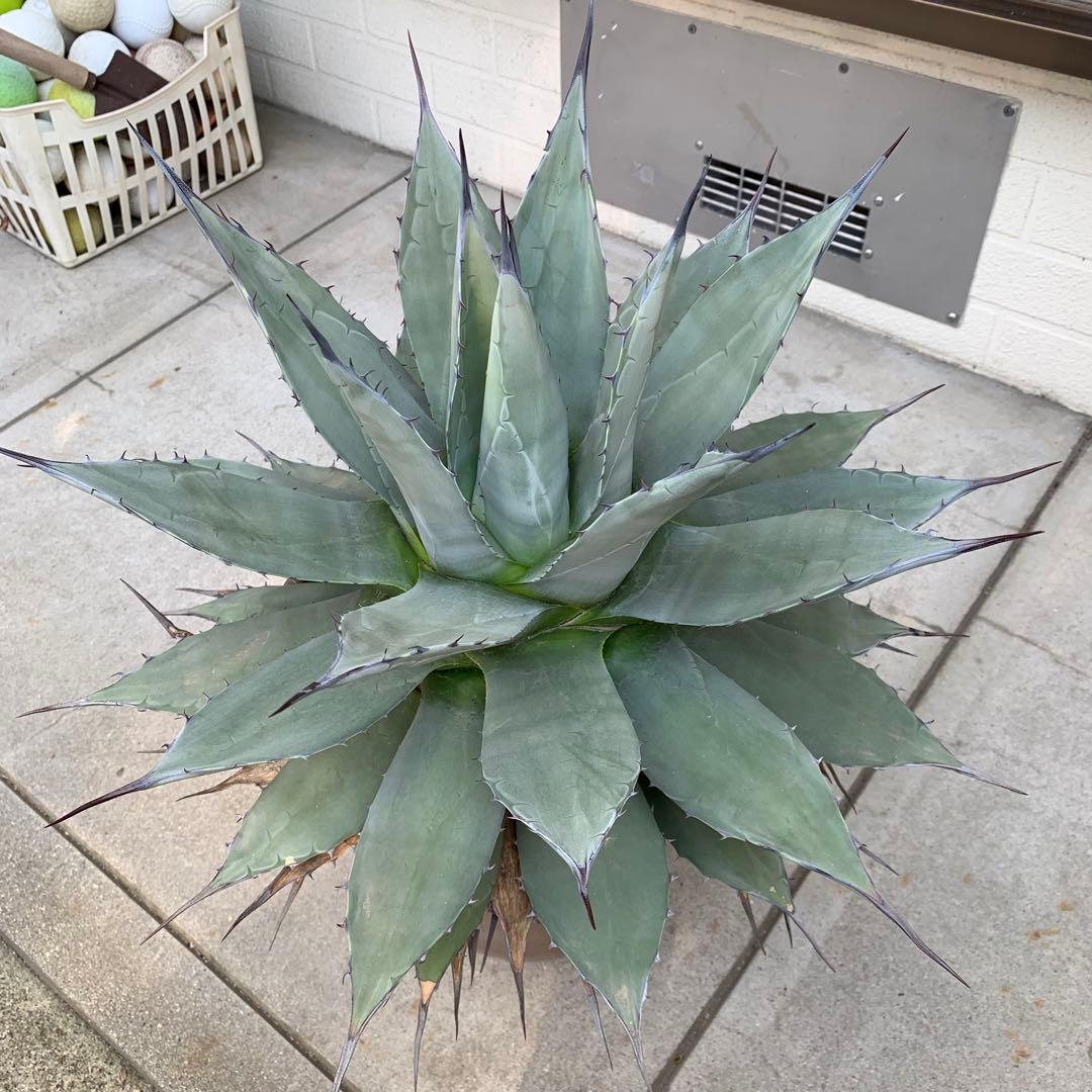 青メリコ　　大株