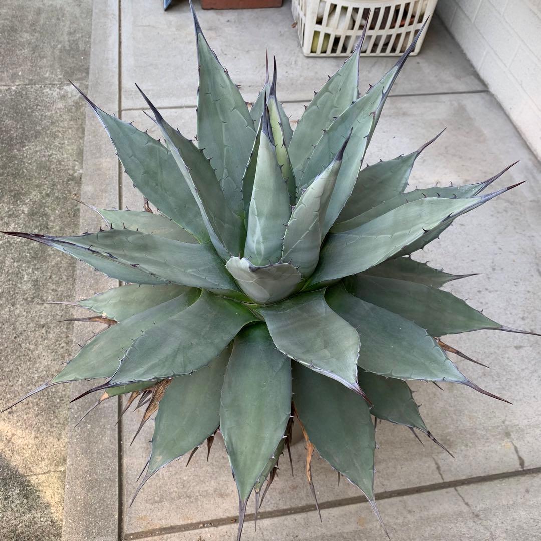 青メリコ　　大株