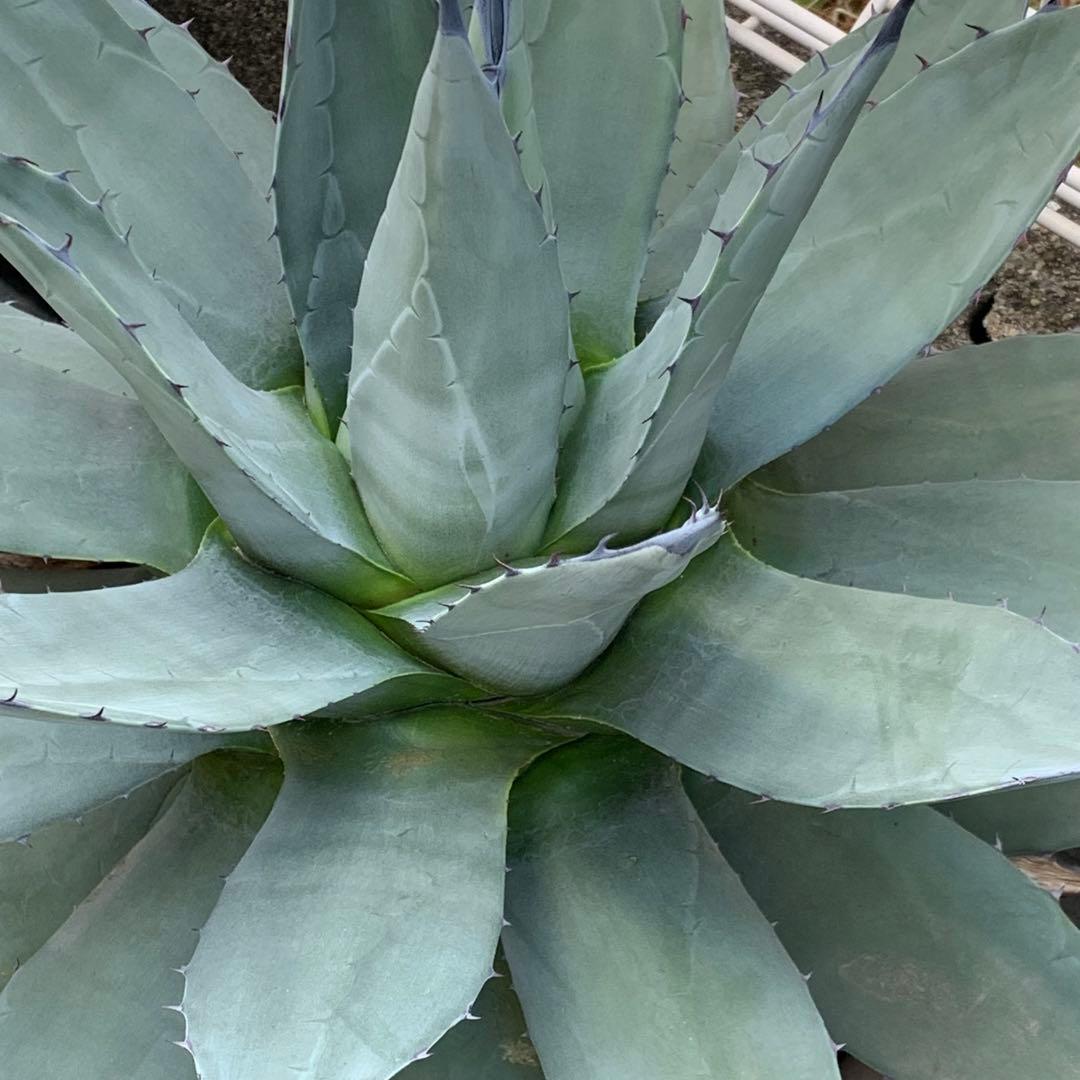 青メリコ　　大株