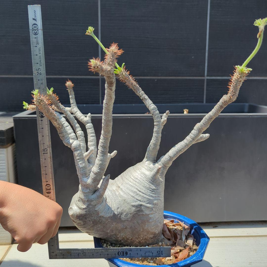 現地球　怪物３頭系　白肌グラキリス