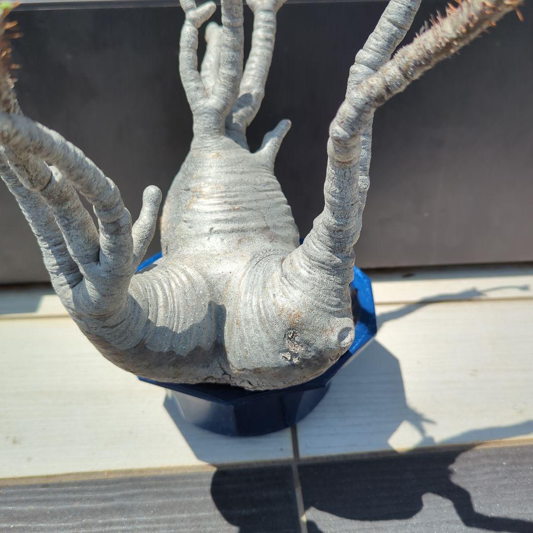 現地球　怪物３頭系　白肌グラキリス