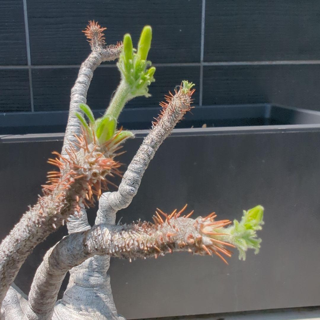 現地球　怪物３頭系　白肌グラキリス