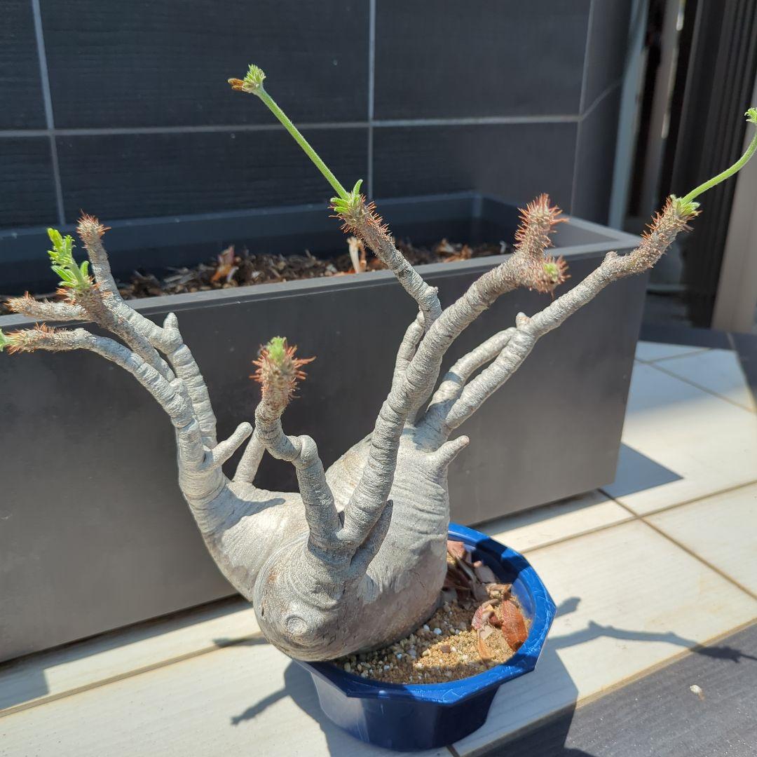 現地球　怪物３頭系　白肌グラキリス