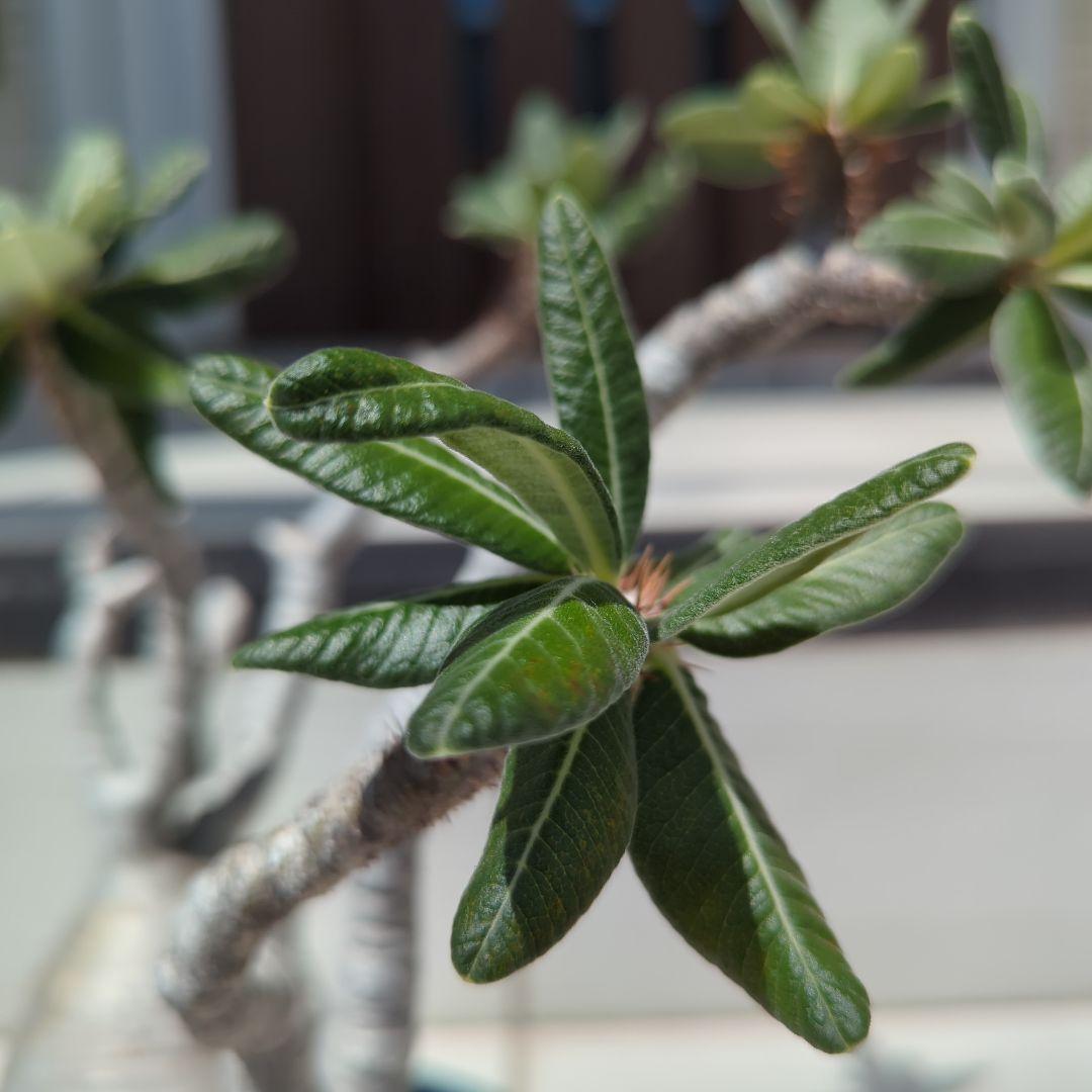 現地球　怪物３頭系　白肌グラキリス