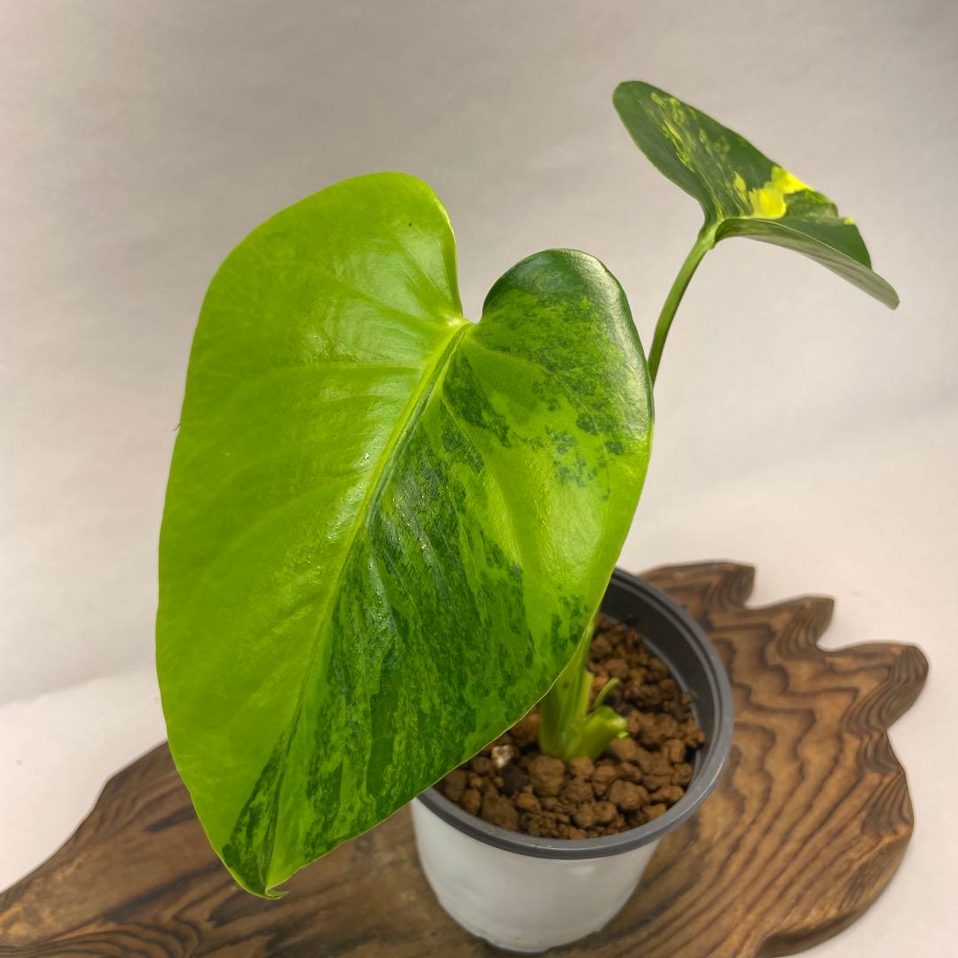 に*y様 L022モンステラデリシオーサ イエローマリリン
