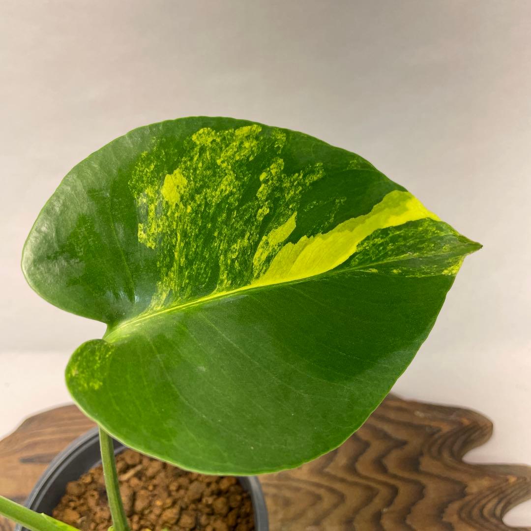 に*y様 L022モンステラデリシオーサ イエローマリリン