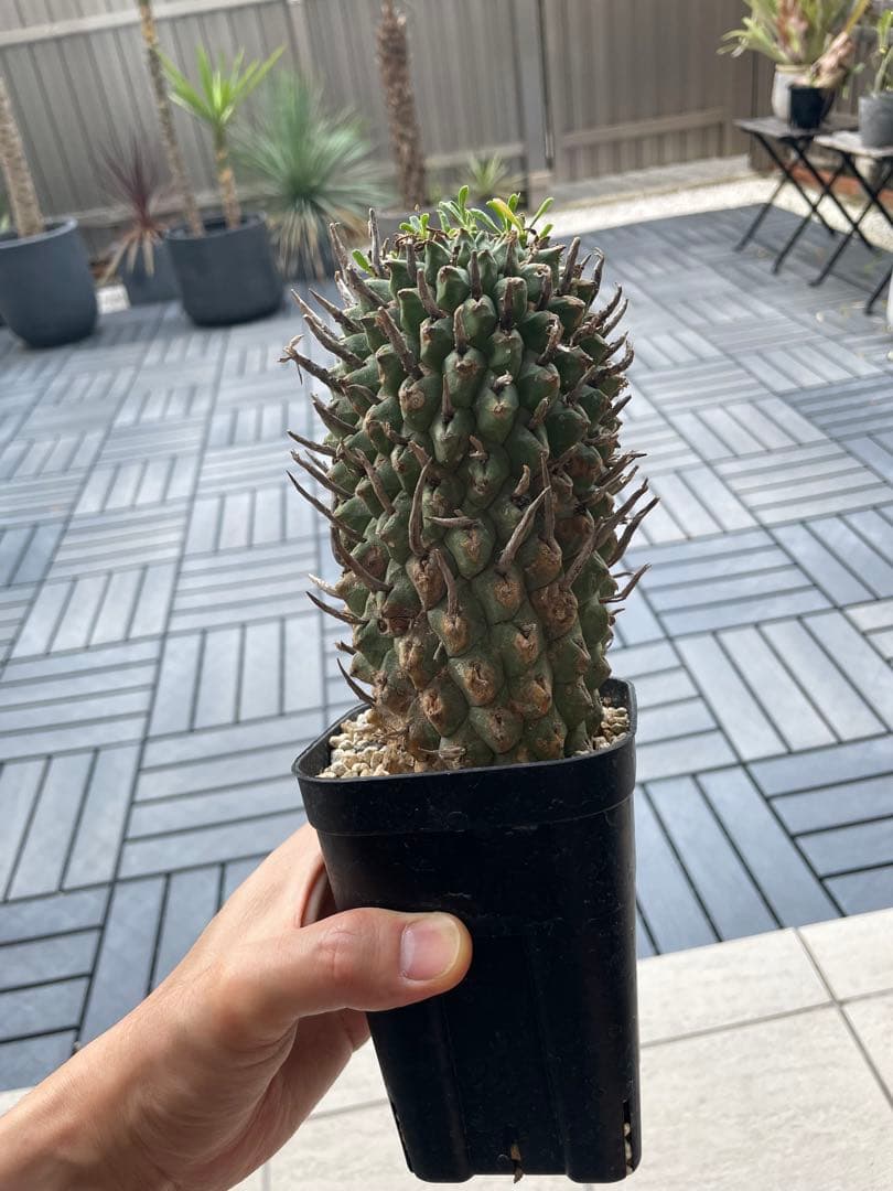 闘牛角　スコエンランディ　現地球