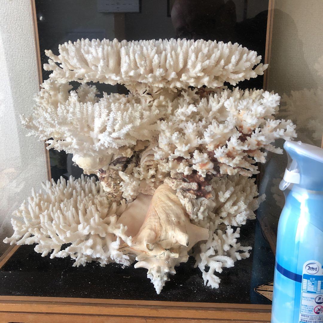 今は珊瑚礁は採れませんので