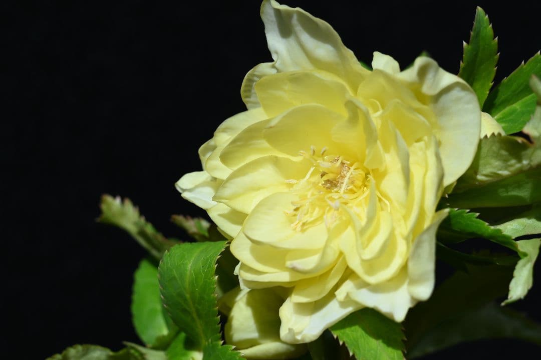 クリスマスローズ　認定かぐや姫多弁系イエロー　加藤農園