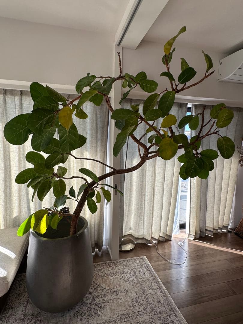 アフリカンプリンス/フィカス属の室内向け観葉植物 ※写真灰色の鉢付き