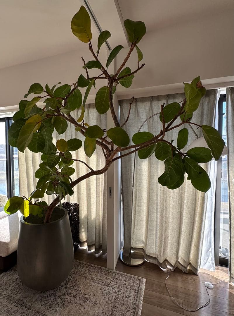 アフリカンプリンス/フィカス属の室内向け観葉植物 ※写真灰色の鉢付き