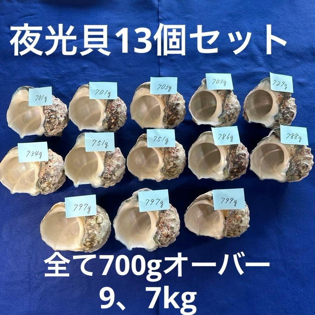 夜光貝　ヤコウ貝　まとめ売り　13個　9、7kg アクセサリー　ルアー