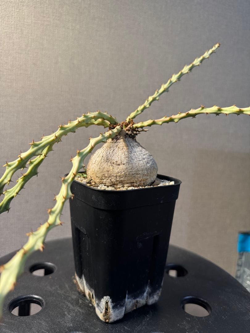 ユーフォルビア デシドゥア(蓬莱島)