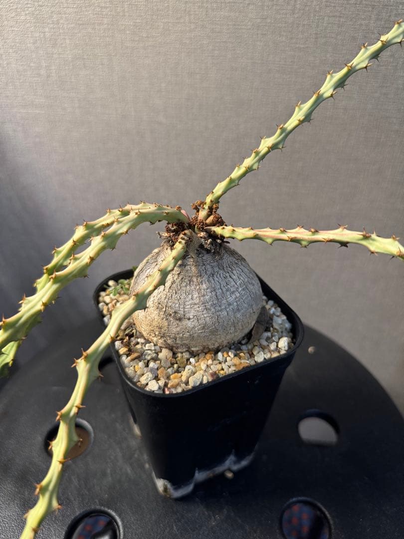 ユーフォルビア デシドゥア(蓬莱島)