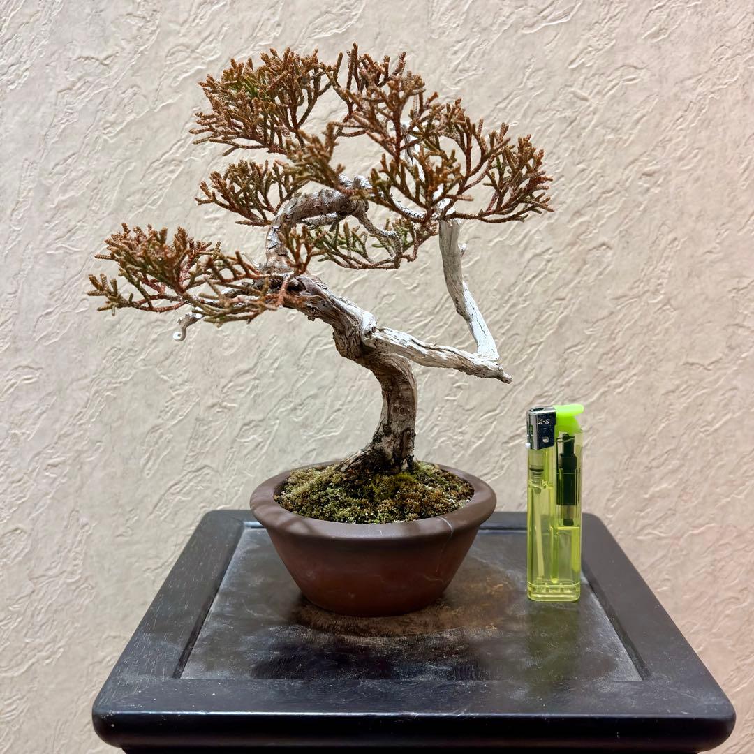 樹高17㎝　真柏　小品　盆栽　黒松　五葉松　赤松　梅　桜　紅葉　楓　薔薇　椿