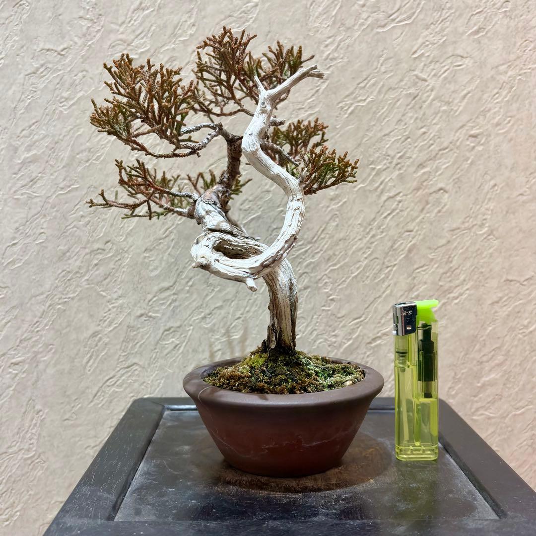 樹高17㎝　真柏　小品　盆栽　黒松　五葉松　赤松　梅　桜　紅葉　楓　薔薇　椿