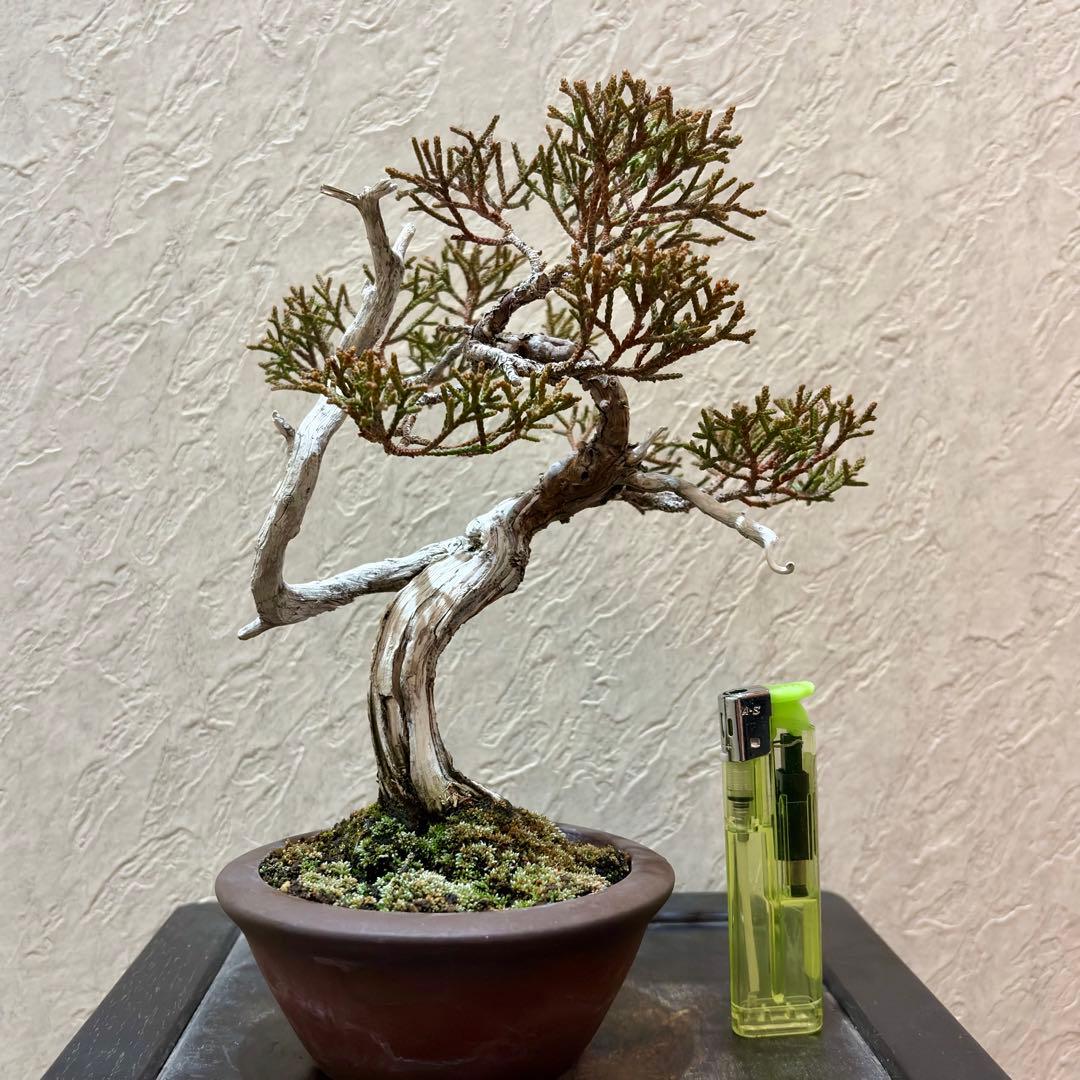 樹高17㎝　真柏　小品　盆栽　黒松　五葉松　赤松　梅　桜　紅葉　楓　薔薇　椿