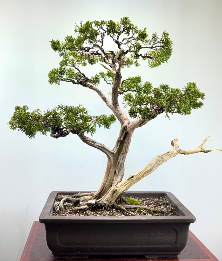 マ*オ様 真柏盆栽【オークション】♪♪♪