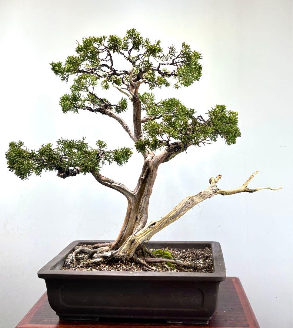 マ*オ様 真柏盆栽【オークション】♪♪♪