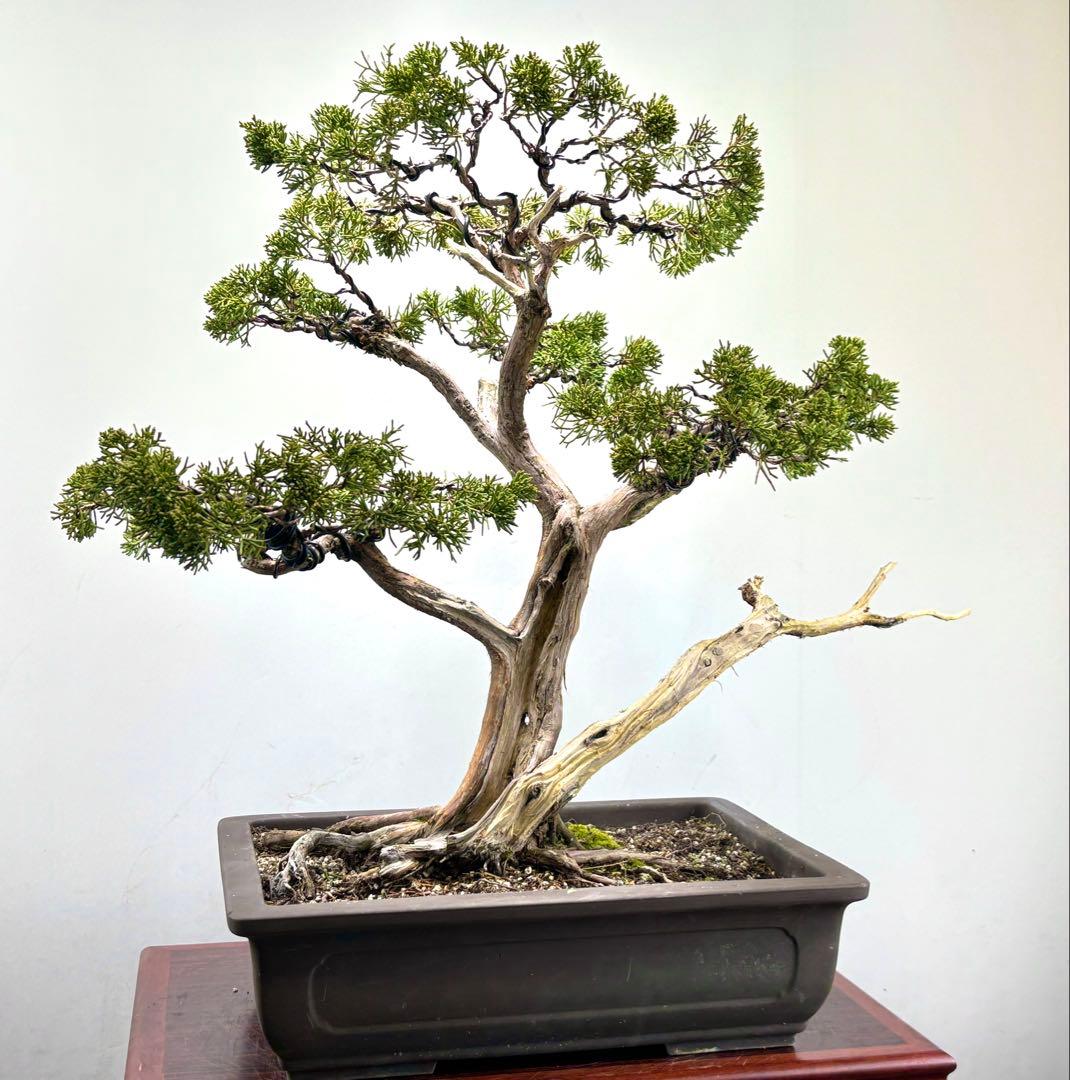 マ*オ様 真柏盆栽【オークション】♪♪♪