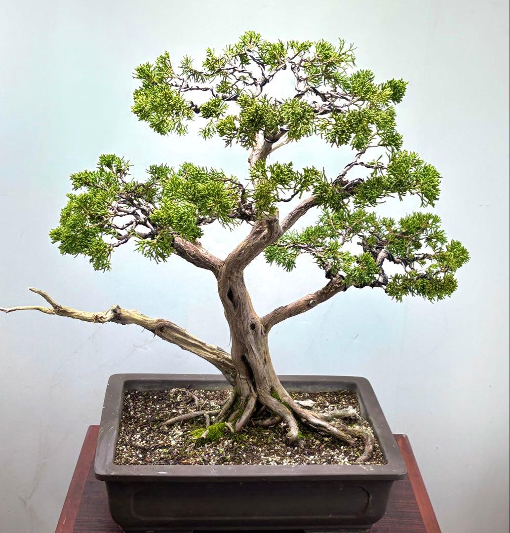 マ*オ様 真柏盆栽【オークション】♪♪♪