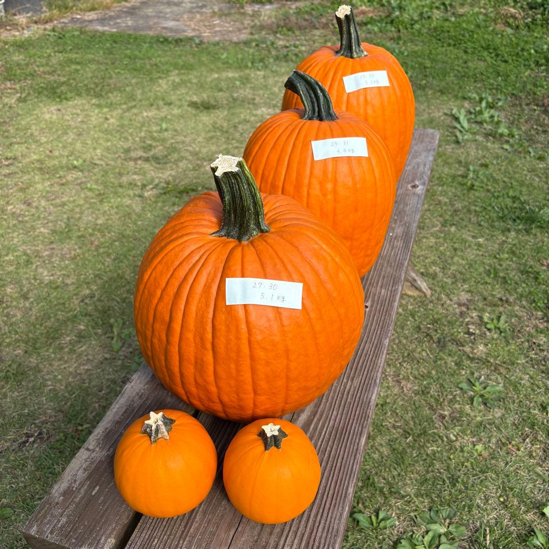 【dengon】ハロウィンかぼちゃ　本物