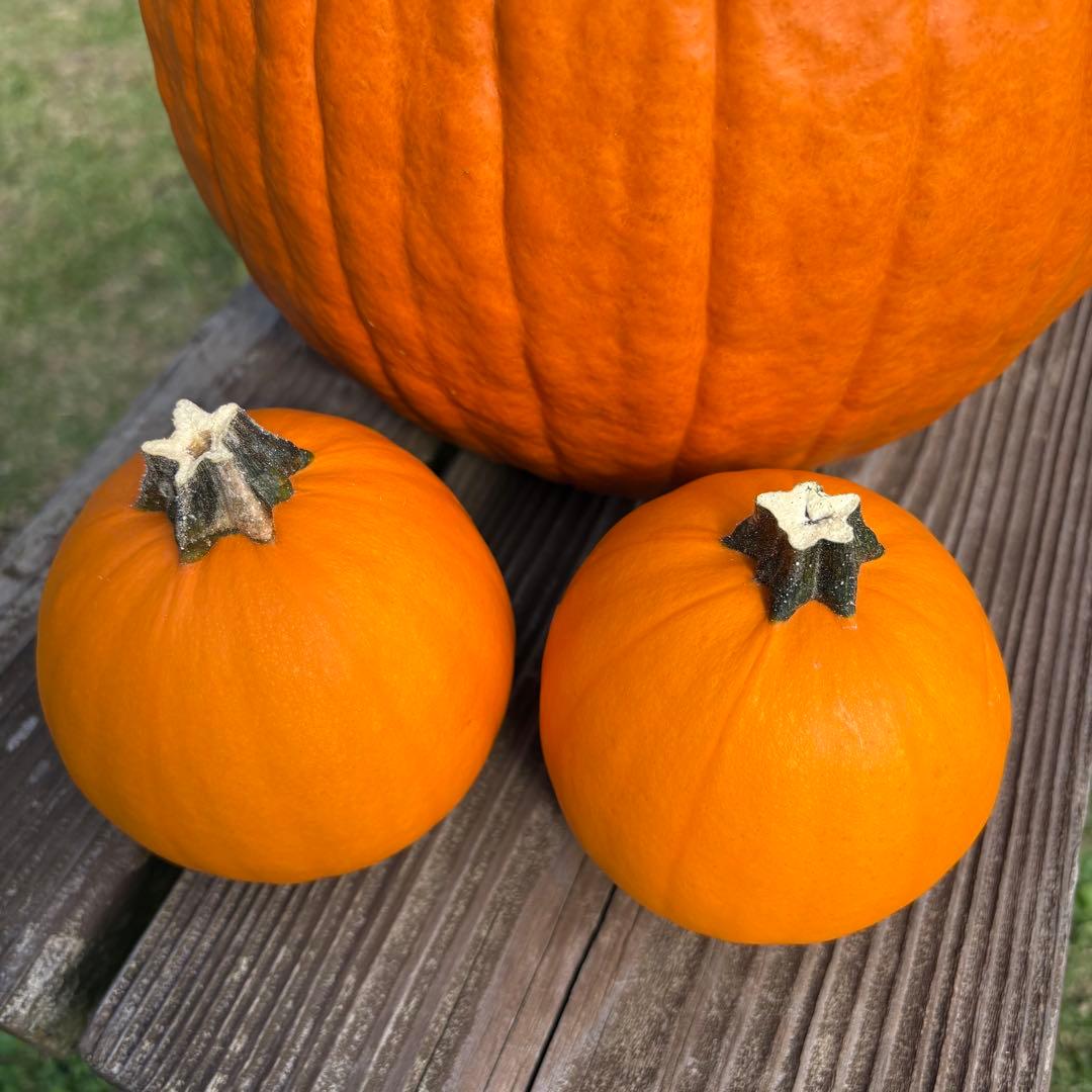 【dengon】ハロウィンかぼちゃ　本物