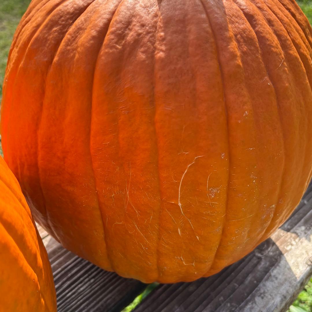 【dengon】ハロウィンかぼちゃ　本物