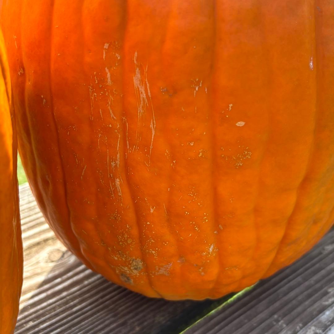【dengon】ハロウィンかぼちゃ　本物
