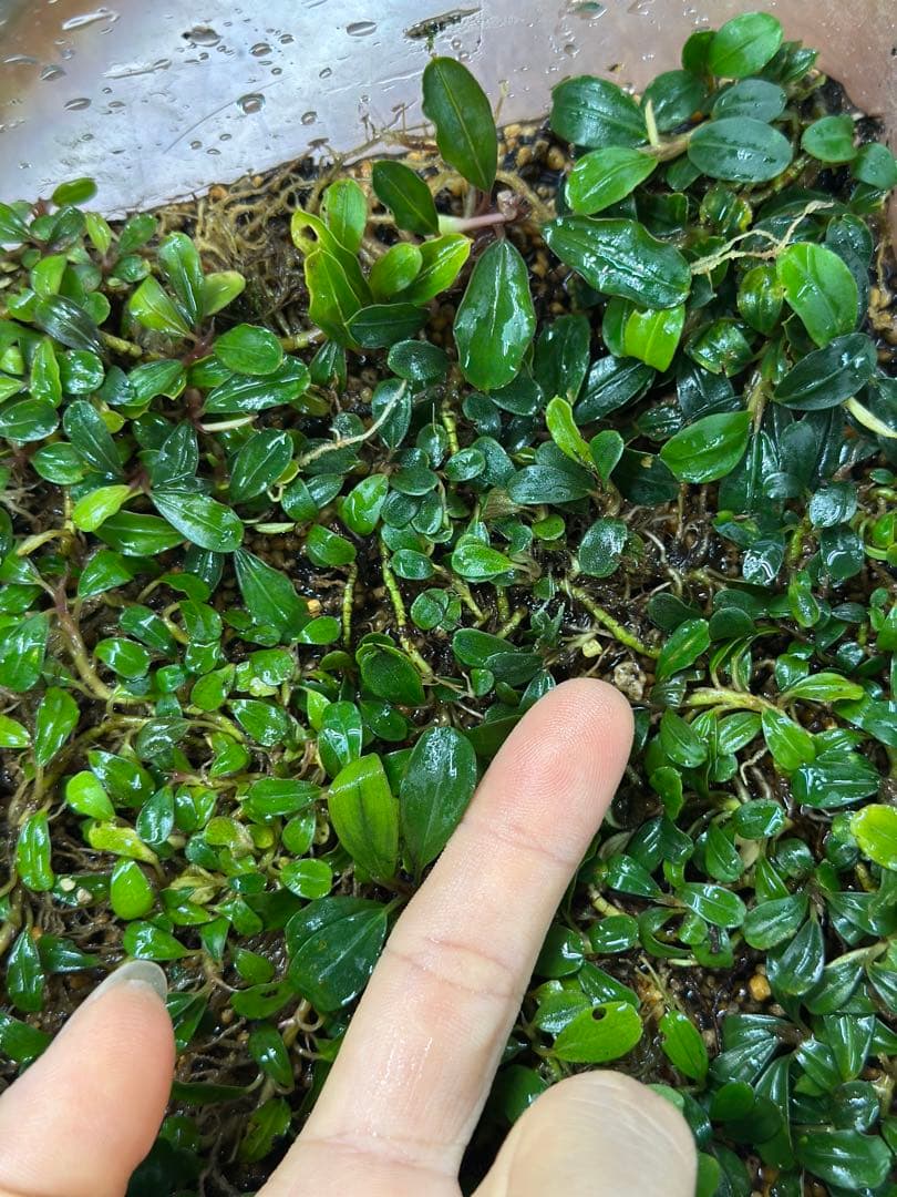 ブセファランドラ sp. Mini Clump mix 20x30cm