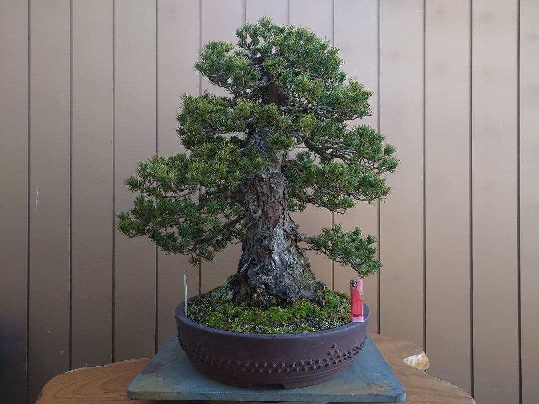 盆栽　瑞祥　五葉松　樹高58cm