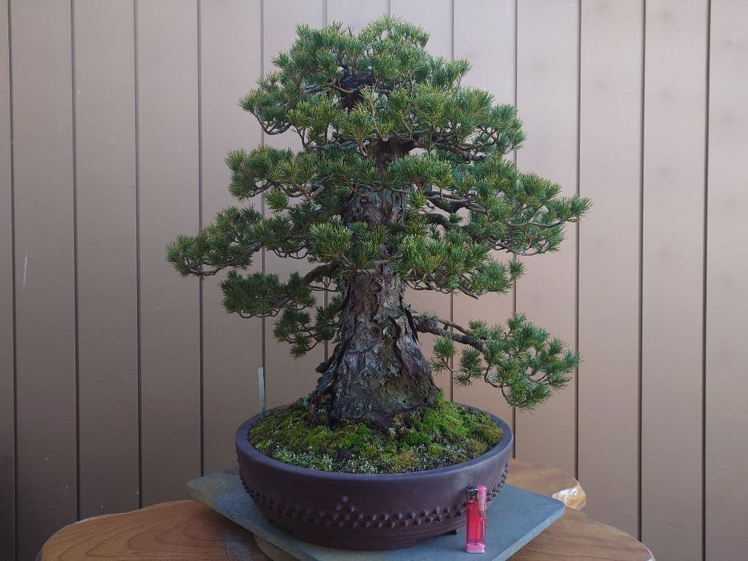 盆栽　瑞祥　五葉松　樹高58cm