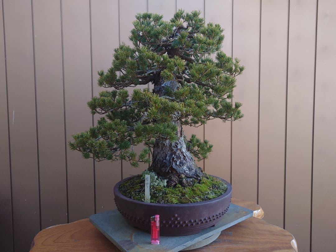 盆栽　瑞祥　五葉松　樹高58cm