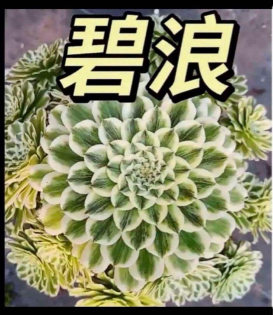 多肉植物❤️アエオニウム錦❤️  青い波 ❤️碧浪❤️ 状態画像