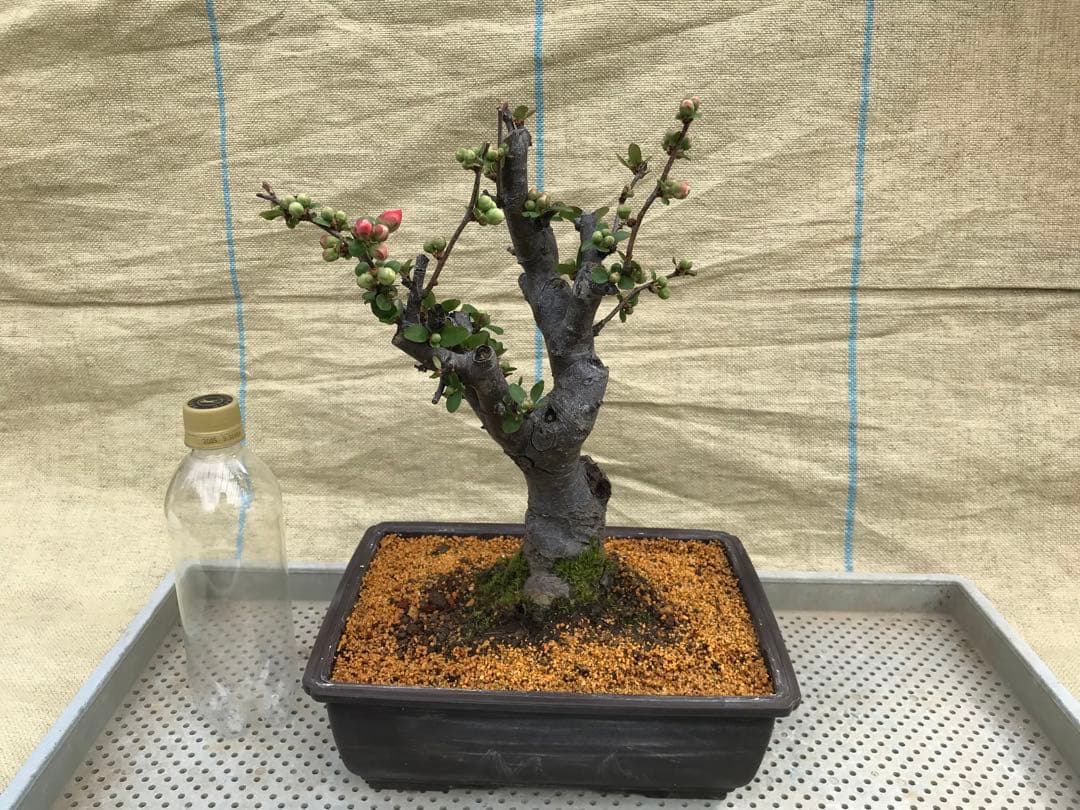 木瓜(ボケ)・放春花　日月星　角鉢(咲分け保証品)③