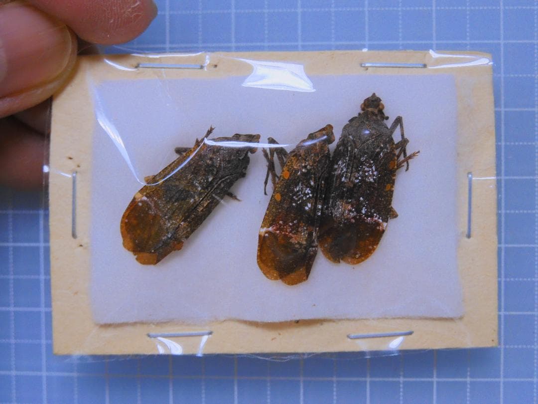 標本 Brazil Homoptera 23mm-24mm only one