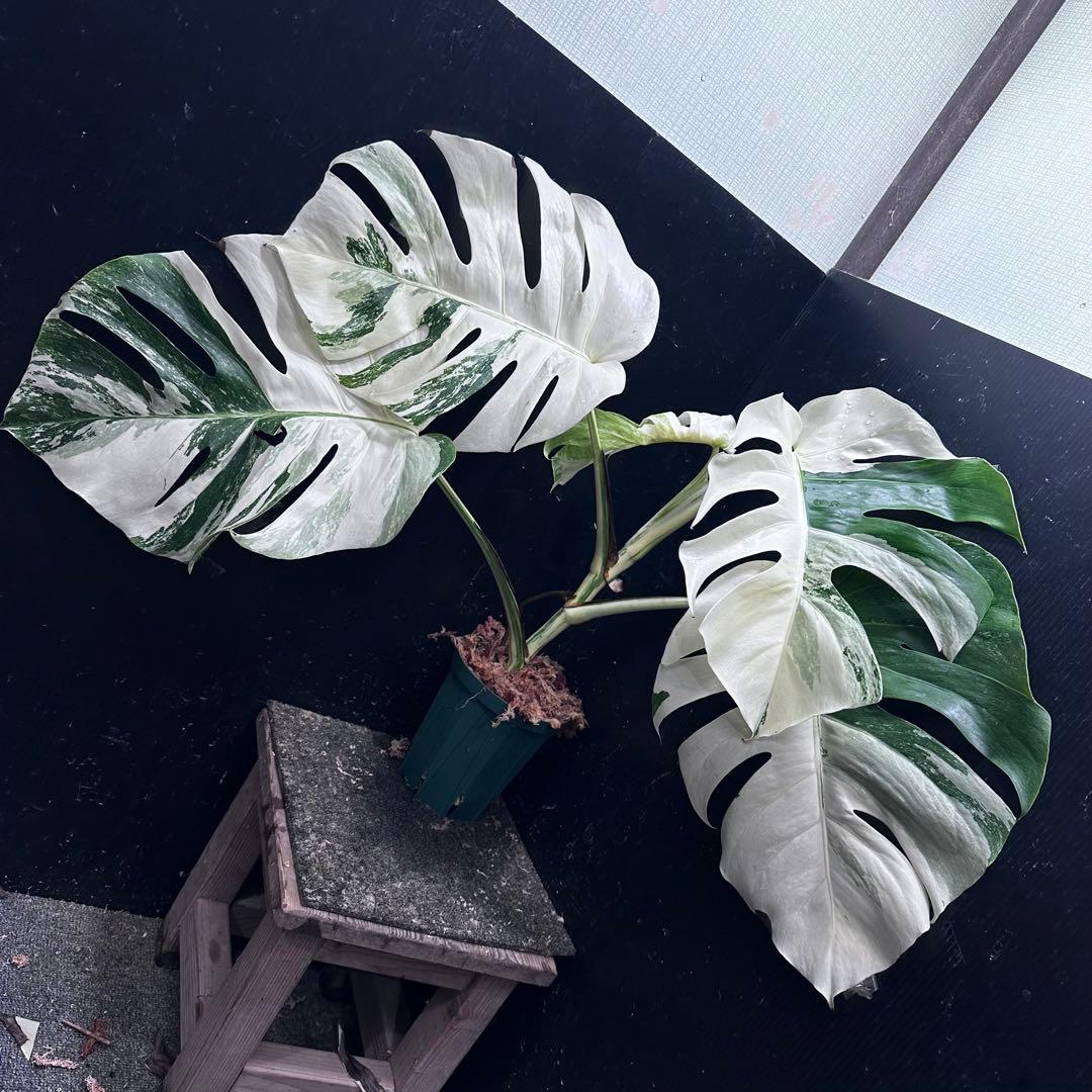 D*l様 斑入りモンステラ ホワイトタイガー極美大株56cm白斑多
