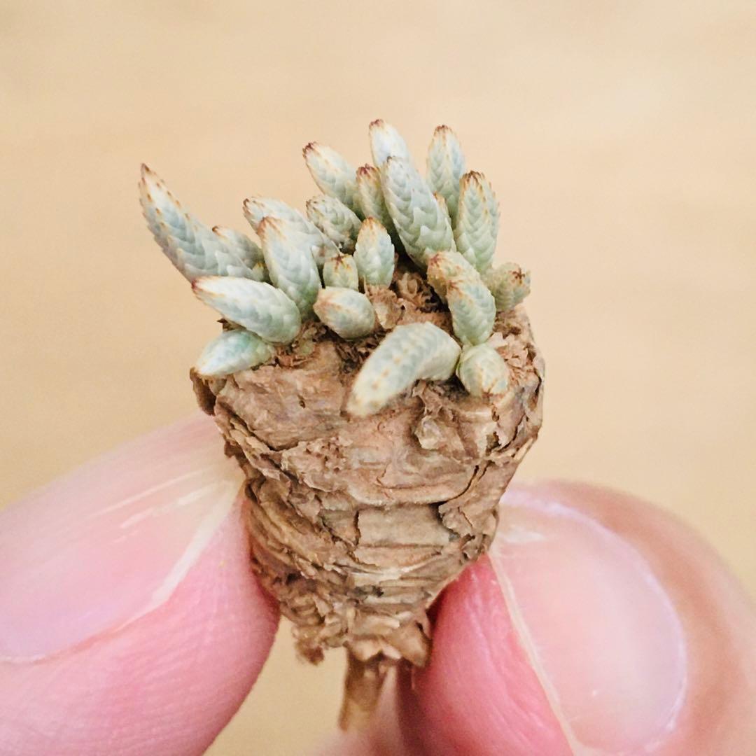 【稀少・赤花】2 うつぼ錦 アボニア クイナリア コーデックス 冬型 塊根