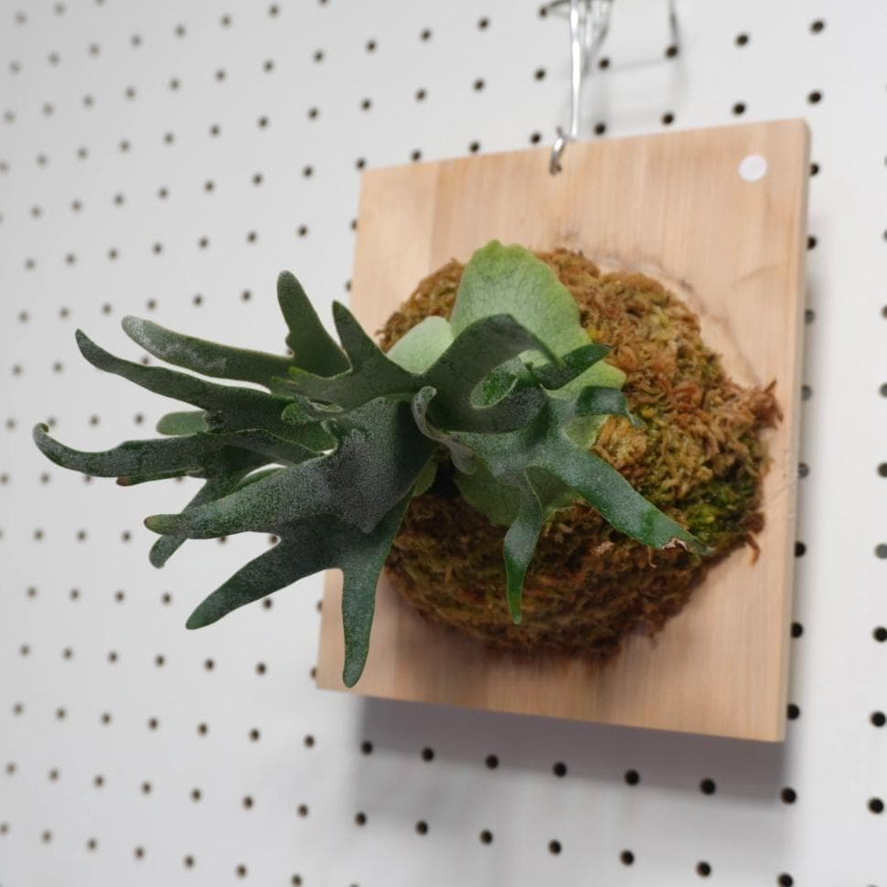 ビカクシダ ウィリンキードワーフ バクテリア 板付株　B-3