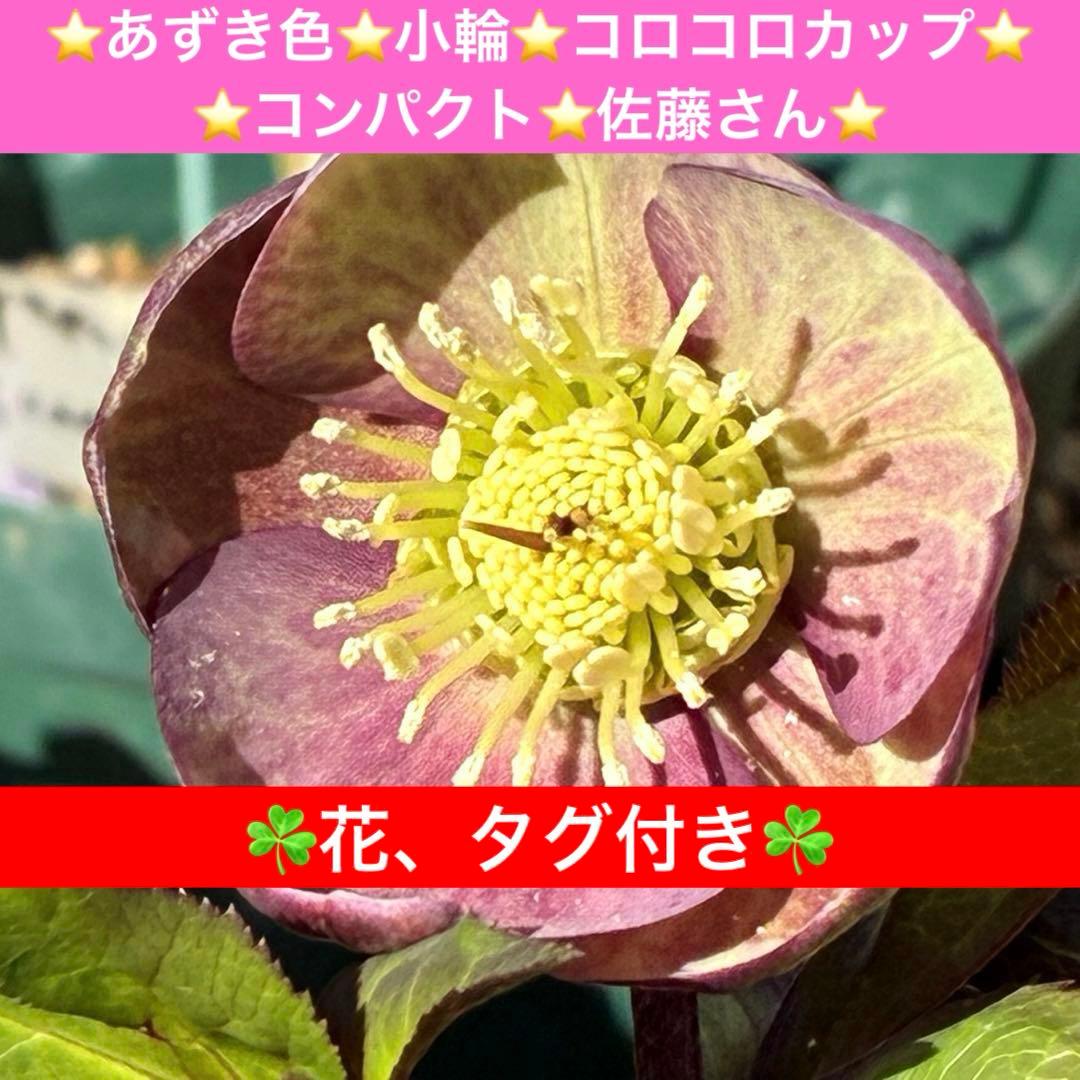 ラ*ク様 3469☘️花、タグ付き☘️⭐️あずき色⭐️小輪⭐️コロコロカップ⭐️