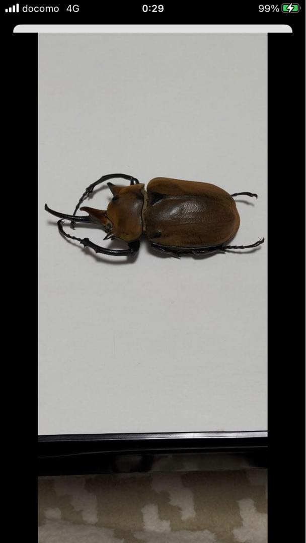 エレファスゾウカブト♂117mm 標本